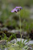 Primula algida. Цветущее растение. Карачаево-Черкесия, Карачаевский р-н, ущ. ручья Тырменлыкол, 2950 м н.у.м., каменистый альпийский луг. 08.08.2026.