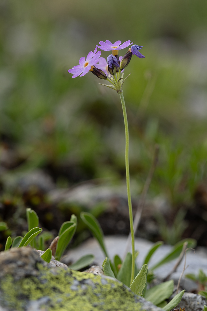 Image of Primula algida specimen.