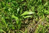 Plantago lanceolata. Вегетирующее растение. Турция, ил Артвин, р-н Юсуфели, 250 м ниже дер. Гюльпынар, выс. 1500 м н.у.м., луг среди зарослей. 13 июня 2026 г.