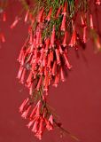 Russelia equisetiformis