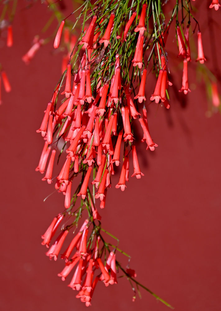 Image of Russelia equisetiformis specimen.