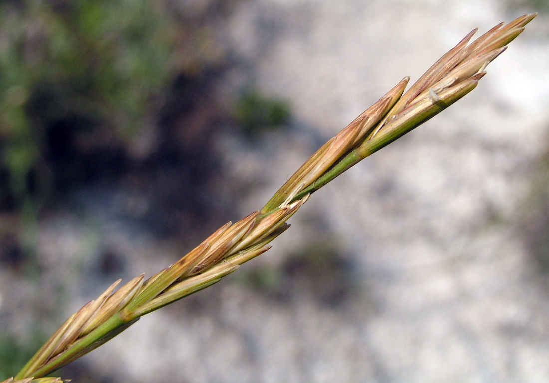 Изображение особи Elytrigia stipifolia.