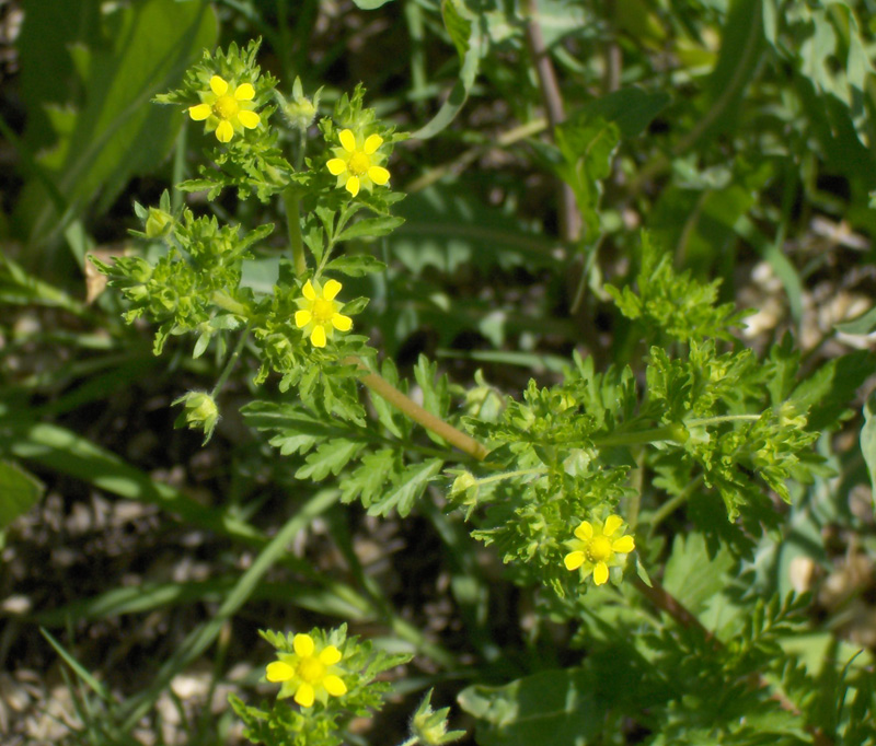 Image of Potentilla supina specimen.