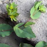 Bupleurum rotundifolium