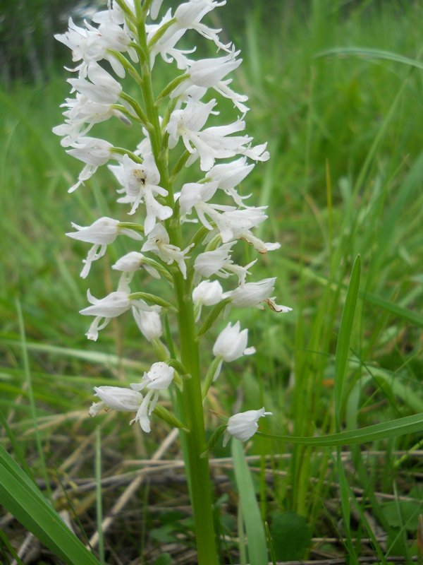 Изображение особи Orchis militaris.