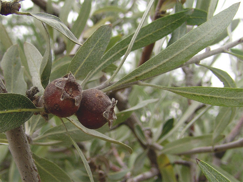 Image of Pyrus salicifolia specimen.