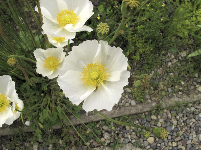Image of Papaver amurense specimen.