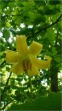 Lilium armenum