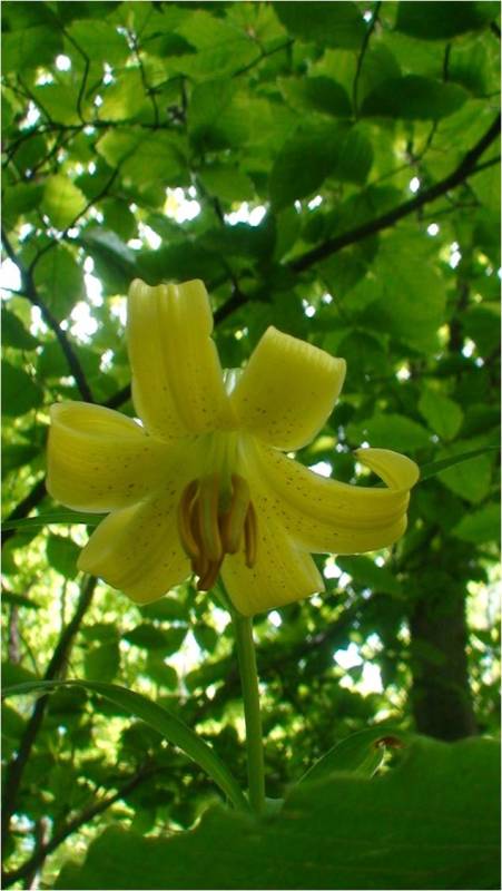 Image of Lilium armenum specimen.