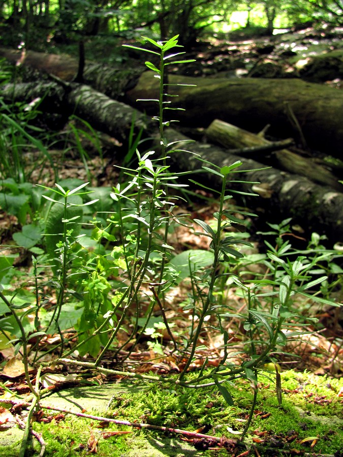 Image of Euonymus nanus specimen.