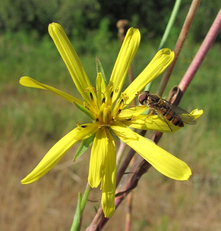 Изображение особи Tragopogon orientalis.