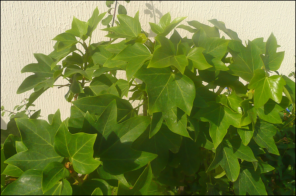 Image of &times; Fatshedera lizei specimen.