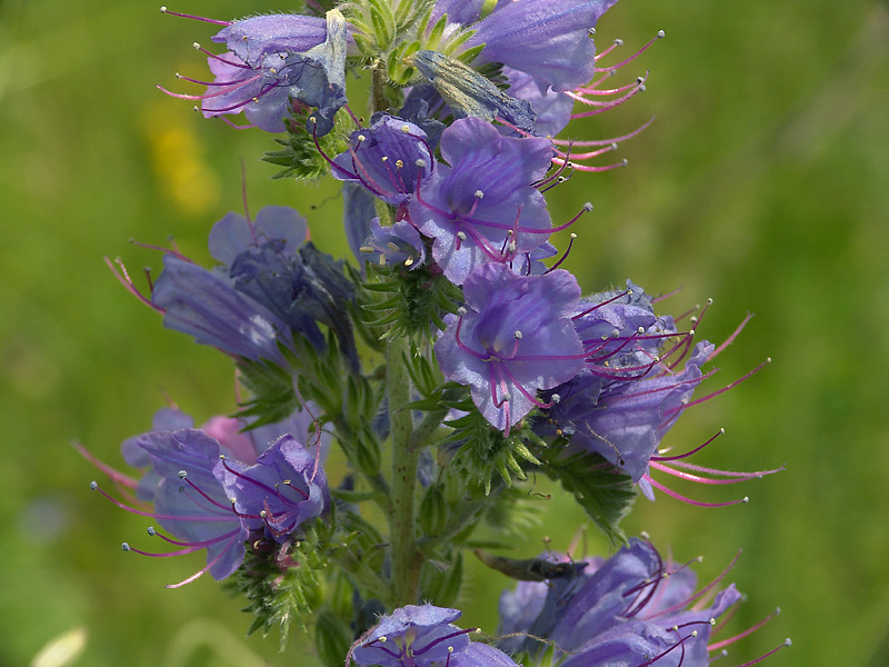 Image of Echium vulgare specimen.