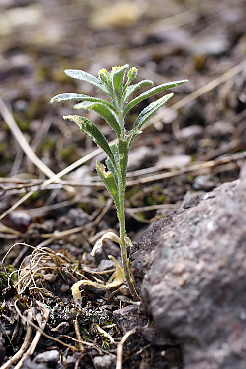 Image of genus Alyssum specimen.