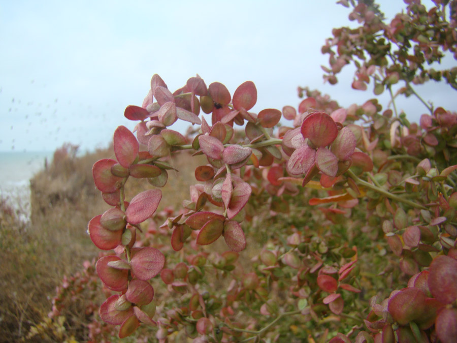 Image of Atriplex aucheri specimen.