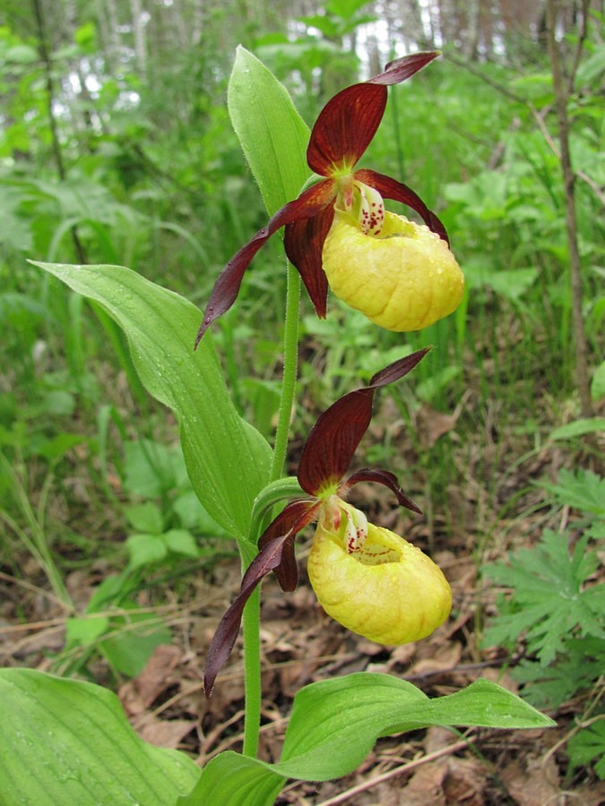 Изображение особи Cypripedium calceolus.