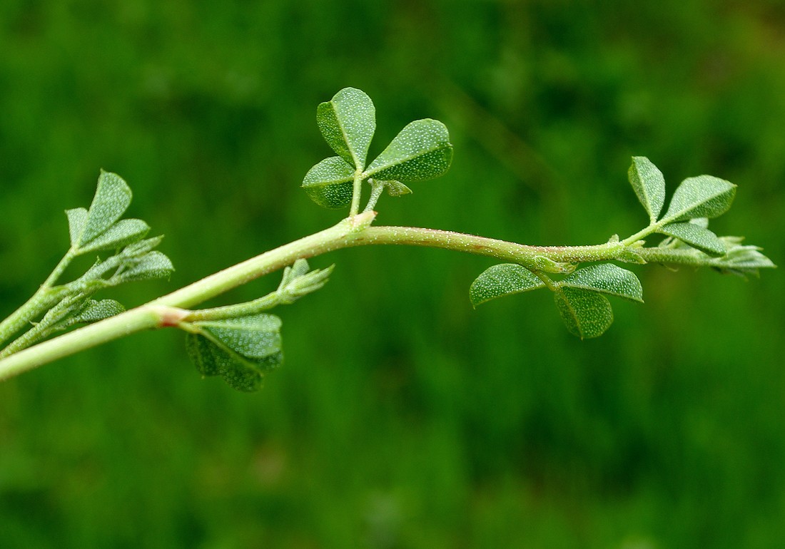 Image of Meristotropis triphylla specimen.