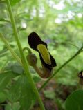 Aristolochia steupii