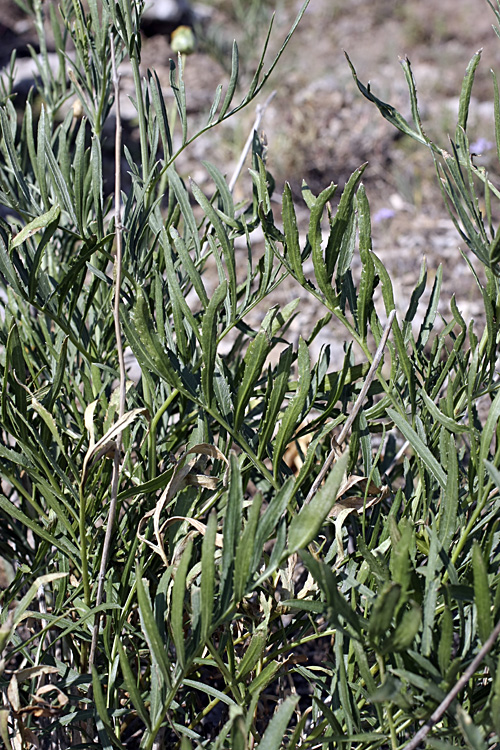 Image of Rhaponticoides kultiassovii specimen.