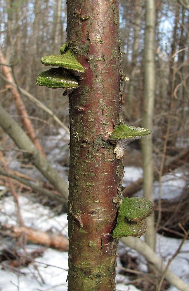 Image of Betula pendula specimen.