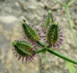Turgenia latifolia. Соплодие. Копетдаг, Чули. Май 2011 г.