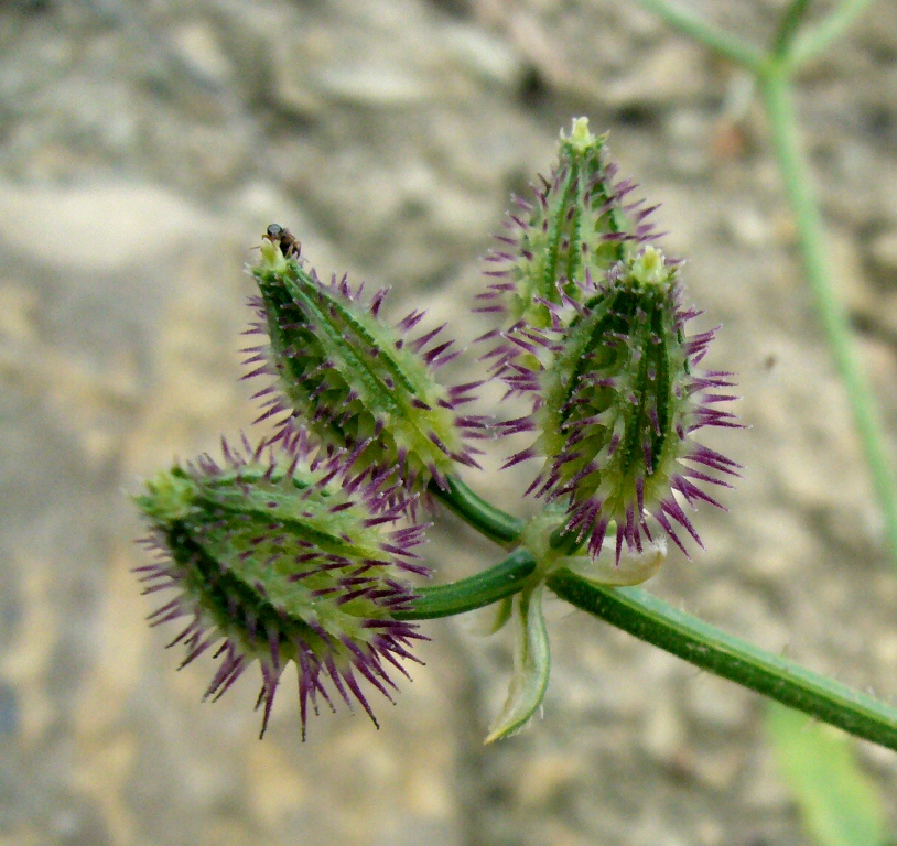 Image of Turgenia latifolia specimen.