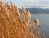 Phragmites australis. Сухие растения с соплодиями. Черноморское побережье Кавказа, Новороссийск, берег Суджукской лагуны. 28 ноября 2010 г.