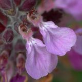 Teucrium chamaedrys. Цветки (сильно увеличено). Южный берег Крыма, берег ручья в лесу возле Понизовки. 1 июля 2011 г.