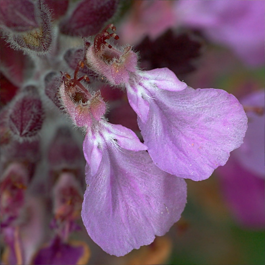 Изображение особи Teucrium chamaedrys.