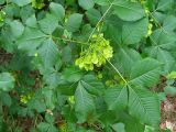 Ptelea trifoliata. Верхушка побега с соплодиями. Украина, Черниговская обл., Ичнянский р-н, с. Хаенки, Ичнянский национальный природный парк, на опушке широколиственного леса. 17 июня 2010 г.