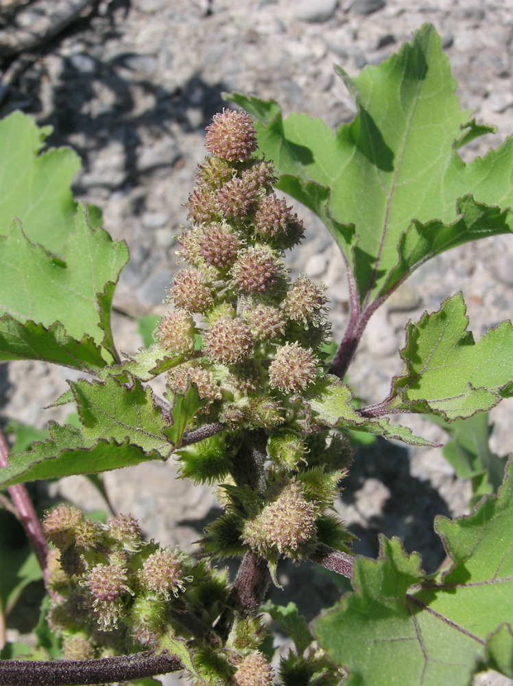 Image of Xanthium orientale specimen.