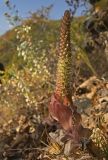 Orostachys malacophylla. Цветущее растение на горном склоне. Южное Приморье, Борисовское плато, заказник \"Леопардовый\", р. Кроуновка. 05.10.2011.