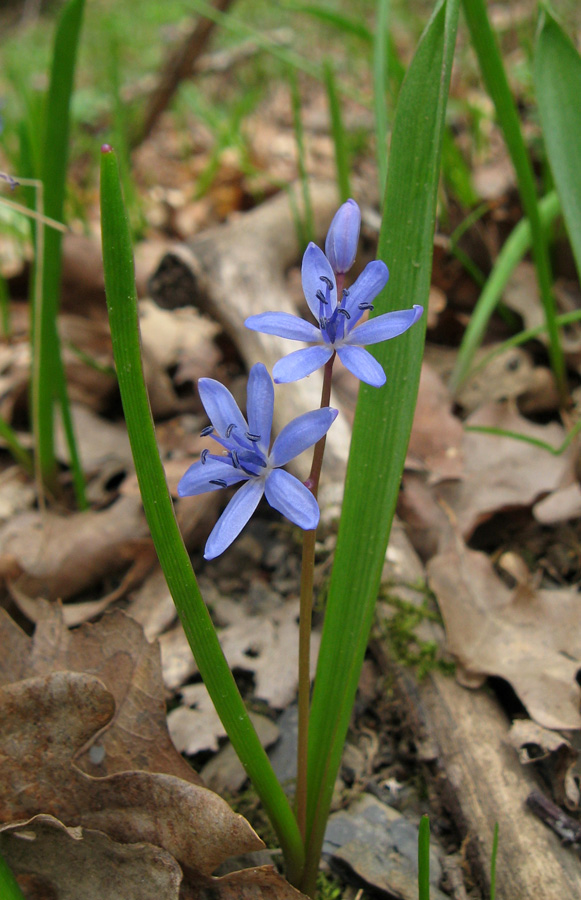 Изображение особи Scilla bifolia.