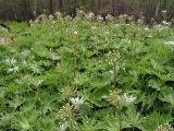 Petasites tatewakianus