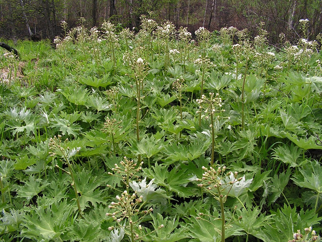 Изображение особи Petasites tatewakianus.