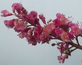 Aesculus × carnea. Соцветие. Германия, г. Кемпен, в парке. 13.05.2012.