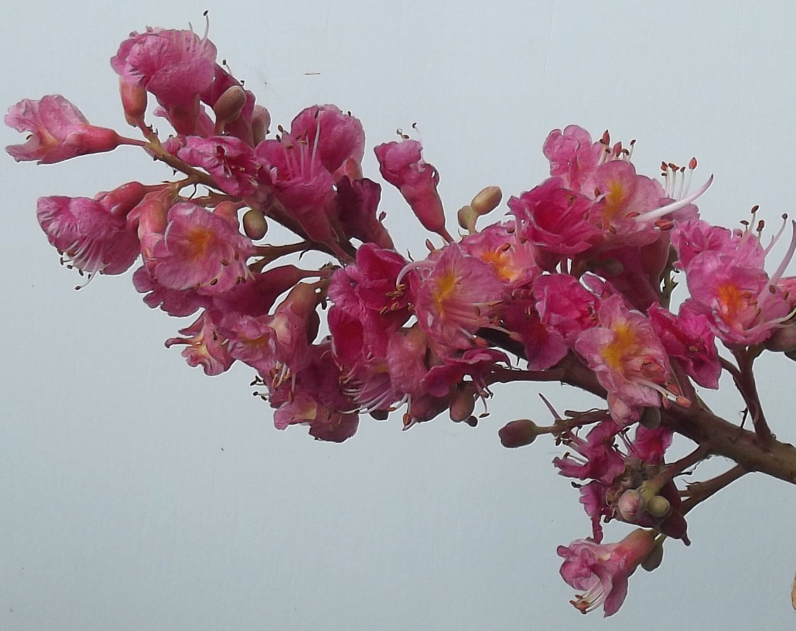 Image of Aesculus &times; carnea specimen.