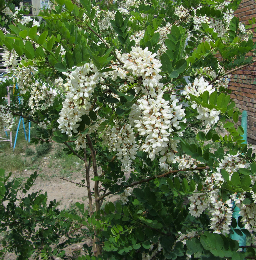 Изображение особи Robinia pseudoacacia.