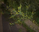 Melilotus officinalis