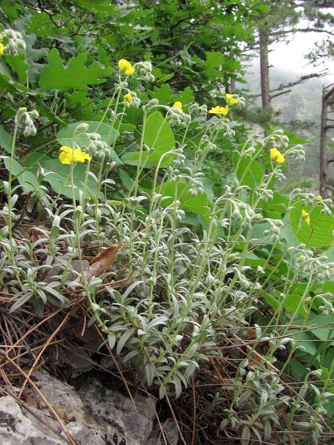 Image of Helianthemum stevenii specimen.