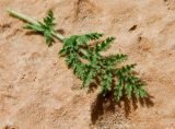 Erodium stellatum