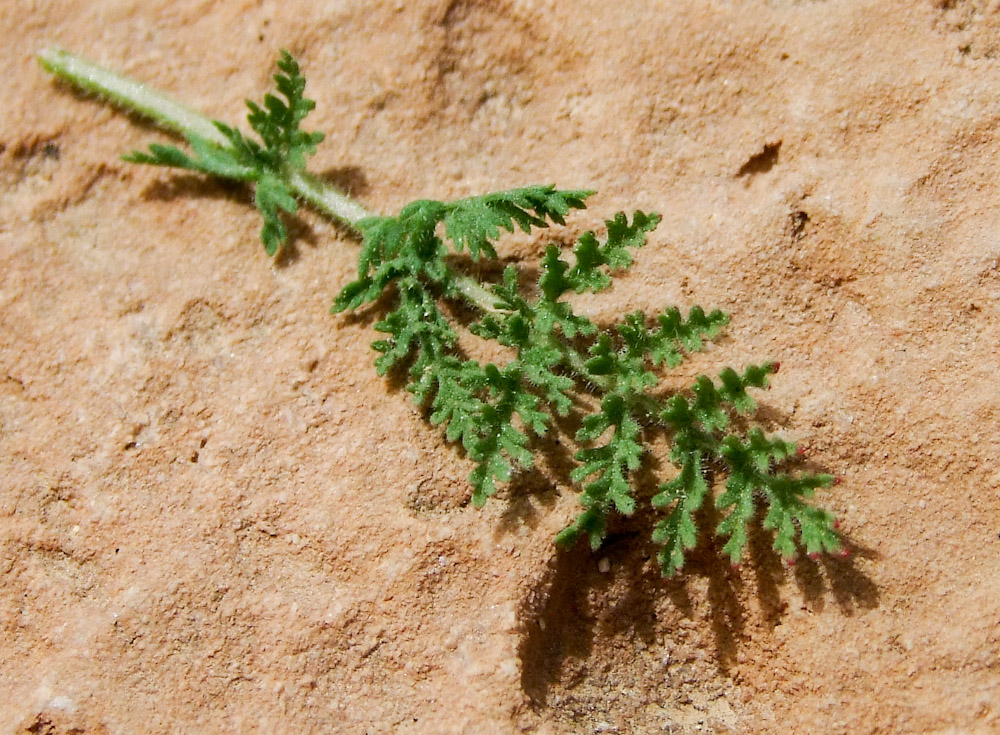 Изображение особи Erodium stellatum.