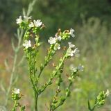Anchusa popovii. Верхушка цветущего растения. Украина, Луганская обл, Славяносербский р-н, отделение \"Трехизбенская степь\" Луганского природного заповедника. 31.05.2012.