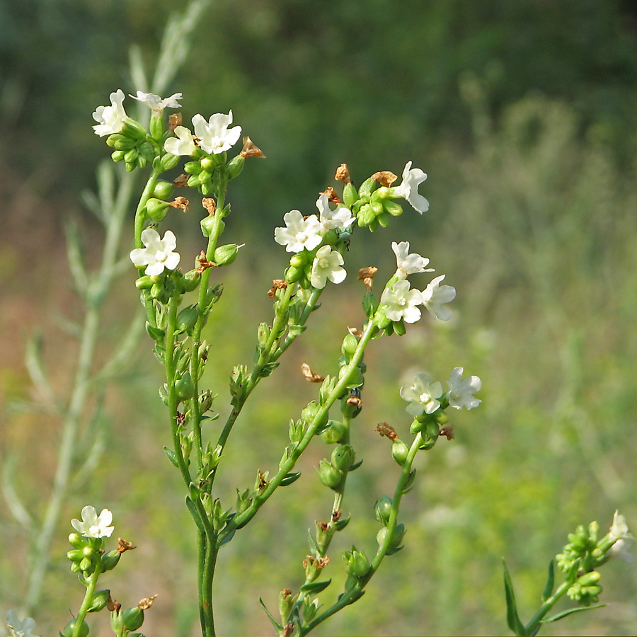 Image of Anchusa popovii specimen.