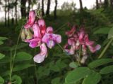 Lathyrus niger