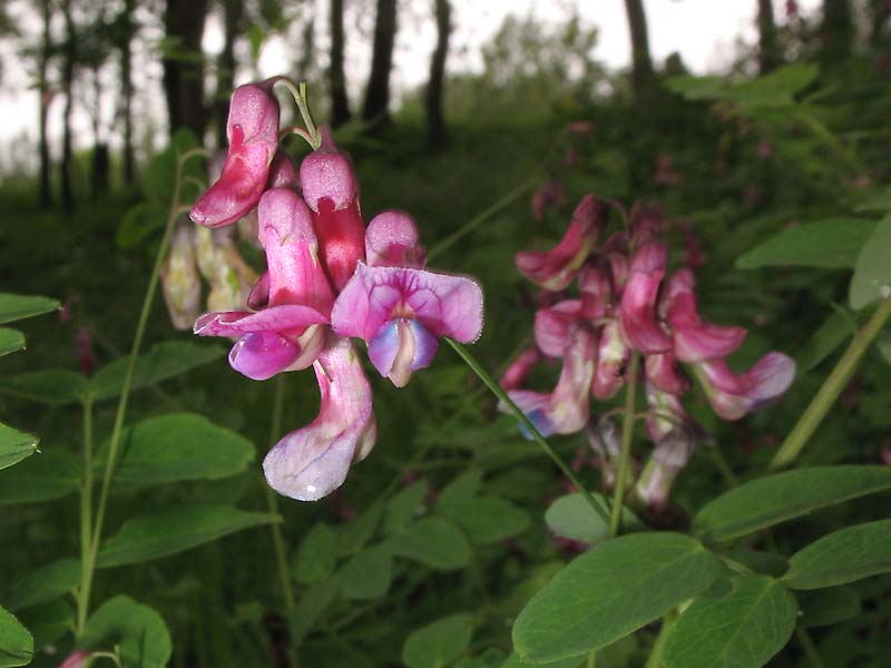 Image of Lathyrus niger specimen.