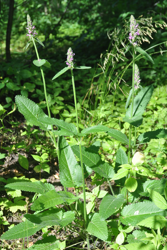 Изображение особи Betonica officinalis.