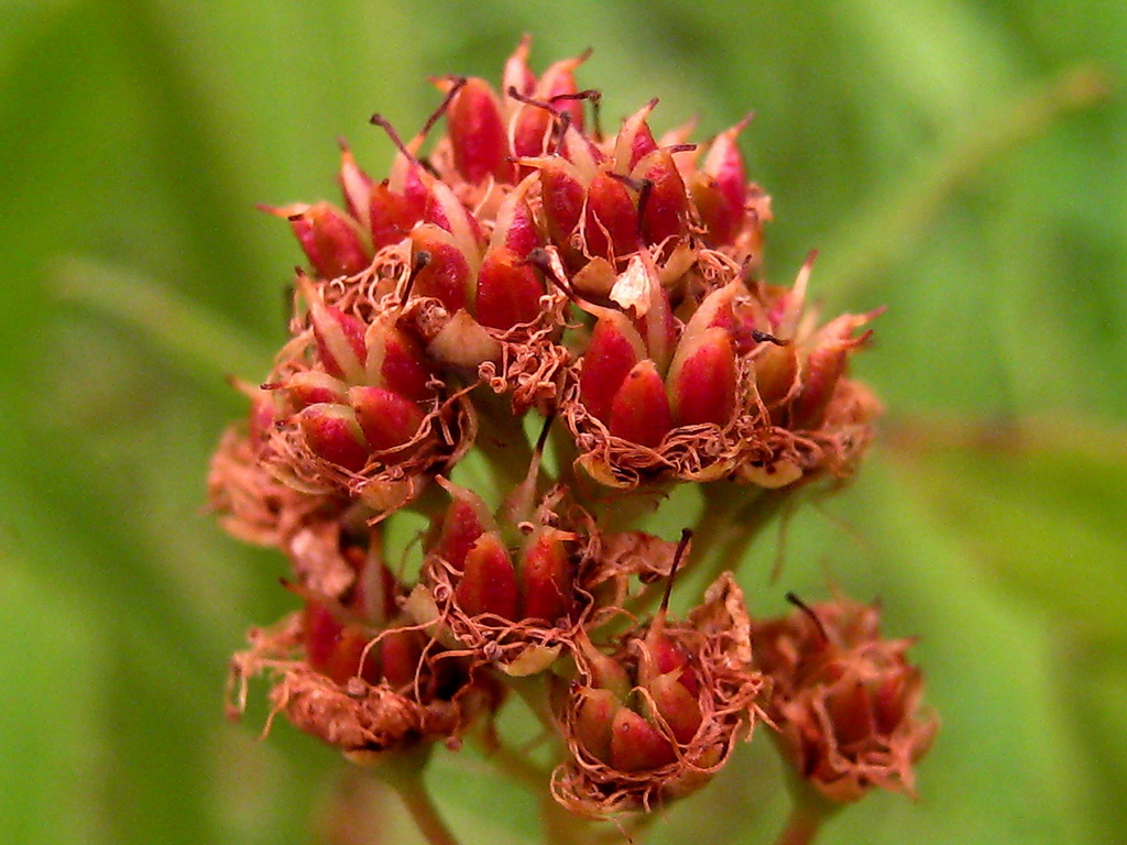 Image of Spiraea salicifolia specimen.