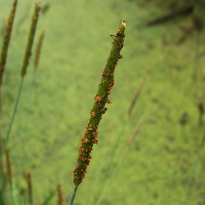 Image of Alopecurus aequalis specimen.