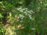 Aethusa cynapium